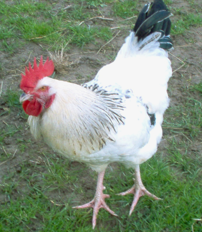 20050416 SUSSEX LIGHT COCK.jpg - IM000251.JPG